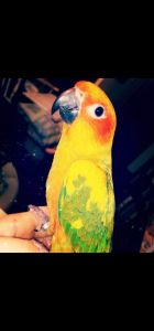 2 y/o sun conure with birth certificate