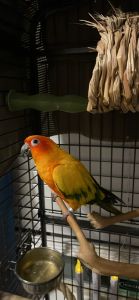 Sun Conure