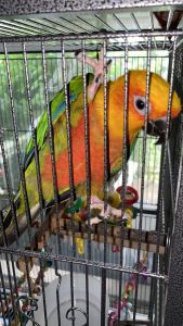 Sun Conure
