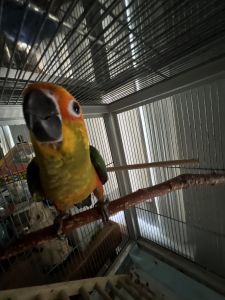 Sunday Conure available
