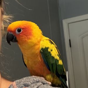 Sun Conure