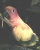 Small parrot