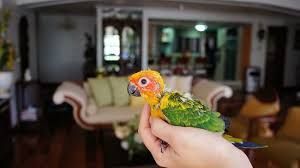 Sun conures sun conure birds bird