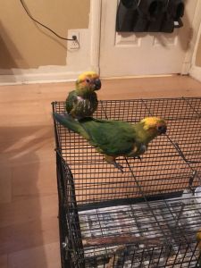 Beautiful Babies Sun Conures