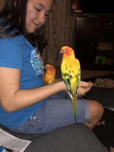 Sun conure pair