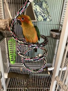 Sun conure