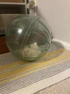 Pet hamster for sale