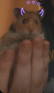 Selling my 3 month old syrian hamster I’m moving and he can’t come