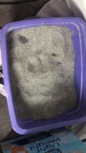 Female, Spayed, Grey brown striped cat