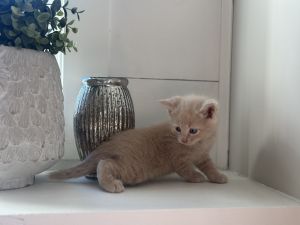 White and orange Kittens