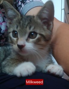 8 week old male kitten