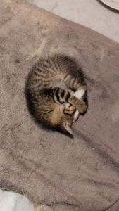 a kitty needs a new owner