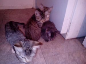 Free kittens to good home :-)