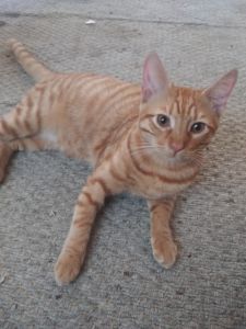 2 boy tabby cats, loving free