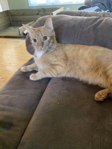 Beautiful 2 year old cat