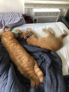 Two Brothers looking for a home together