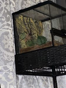 Striped knee tarantula