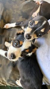 Chihuahua/yorkie teacup