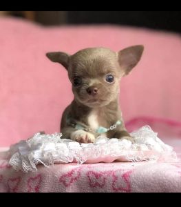 CHIHUAHUA PUPPY