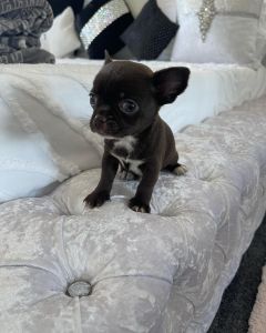 Micro Tiny Dark Chocolate Male Chihuahua Available