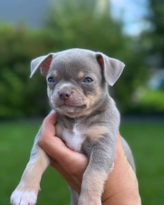 Adorable Teacup Chihuahua Puppies Ready for Adoption! 🌟