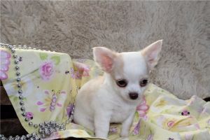 Cute Tcup Chihuahua Puppies