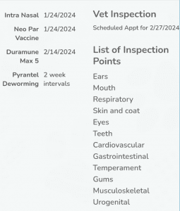 JEFFREY MALSHI - TEDDY BEAR PUPPY