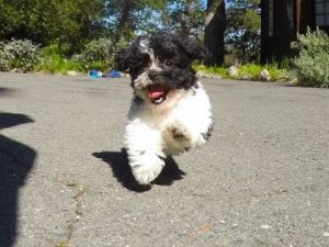 Adorable Female Teddy Bear Pup For Adoption!