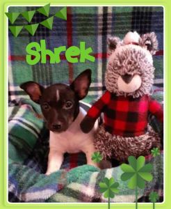 Handsome 8wk Teddy Roosevelt Terrier Puppy