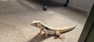 Albino Tegu -Beautiful 10mths old