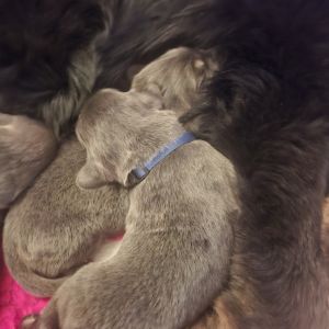 Tibetan Mastiff puppies
