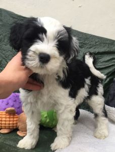 Tibetan Terrier Pup