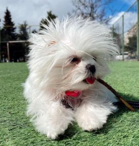 Lhasa Ready for new home