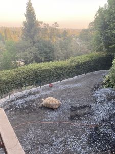 Timmy the Sulcata 200lb Tortoise for sale