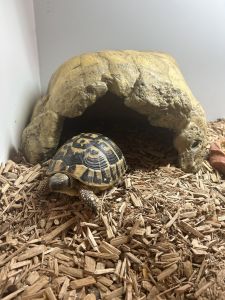 Hermanns Tortoise