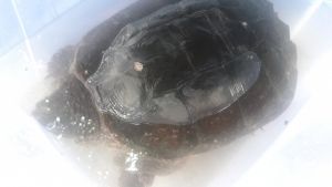 Snapping Turtle 30 ponds