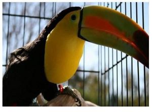 Nice Toucan Birds for good homes