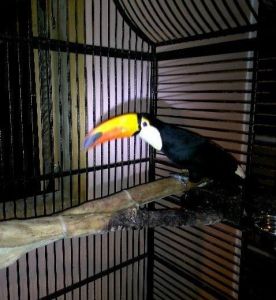 Excellent Rare Toco Toucans Birds