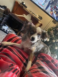 I have a toy Australian shepherd for sale.