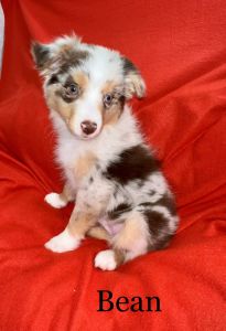 Toy/Mini Australian Shepherds