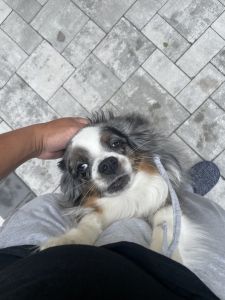 Blue Merle Toy Australian Shepherd - Meet Rocky !