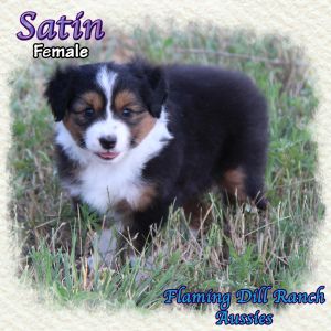 Satin ~ Toy Black Tri Female Aussie