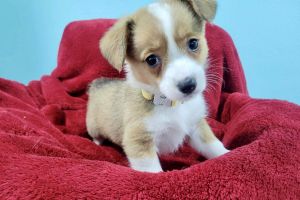 Auggie YELLOW COLLAR