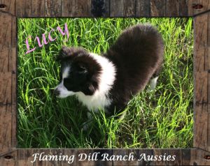 Asdr Small Toy Black Tri Female Aussie Puppy