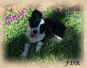 Asdr Small Toy Black Tri Female Aussie Puppy