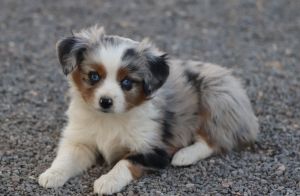 Toy Aussie Blue Merle Female