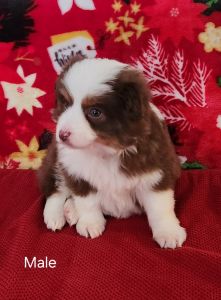 Toy Australian Shepherd Male