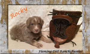 Stunning Mini Red Tri Male Puppy