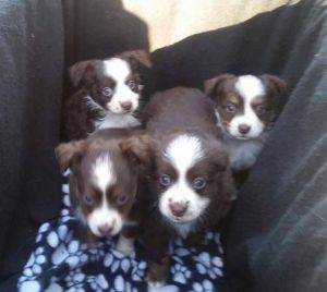 Toy Australian Shepherds