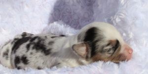 Toy Australian Shepherd Puppies